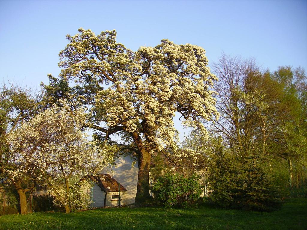 Zakatek Pod Grusza Villa Bedzino Exterior foto